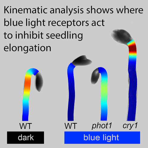 Summary Figure